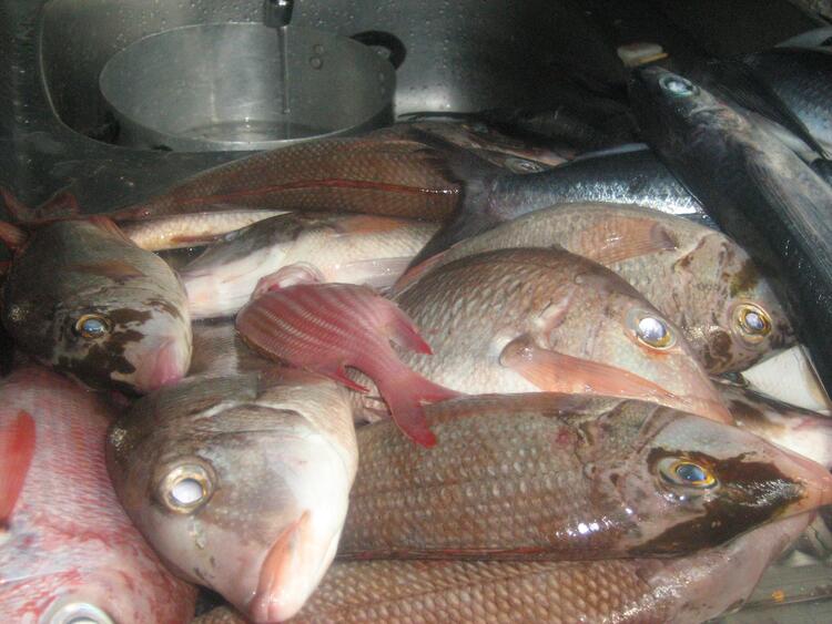 Pescados