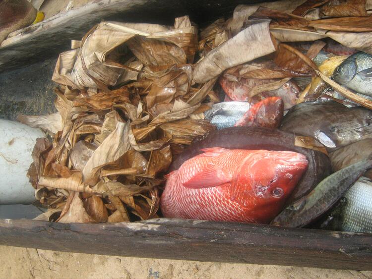 Pescado