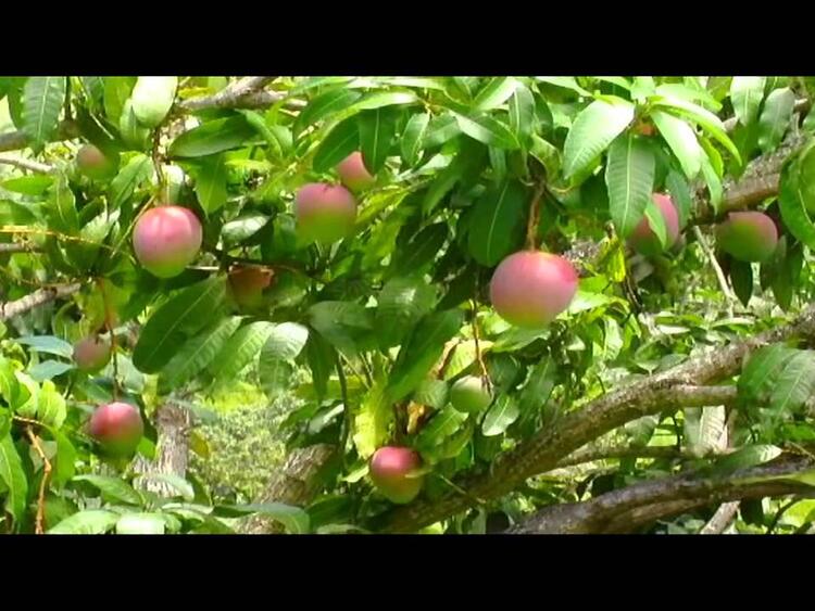 Mango